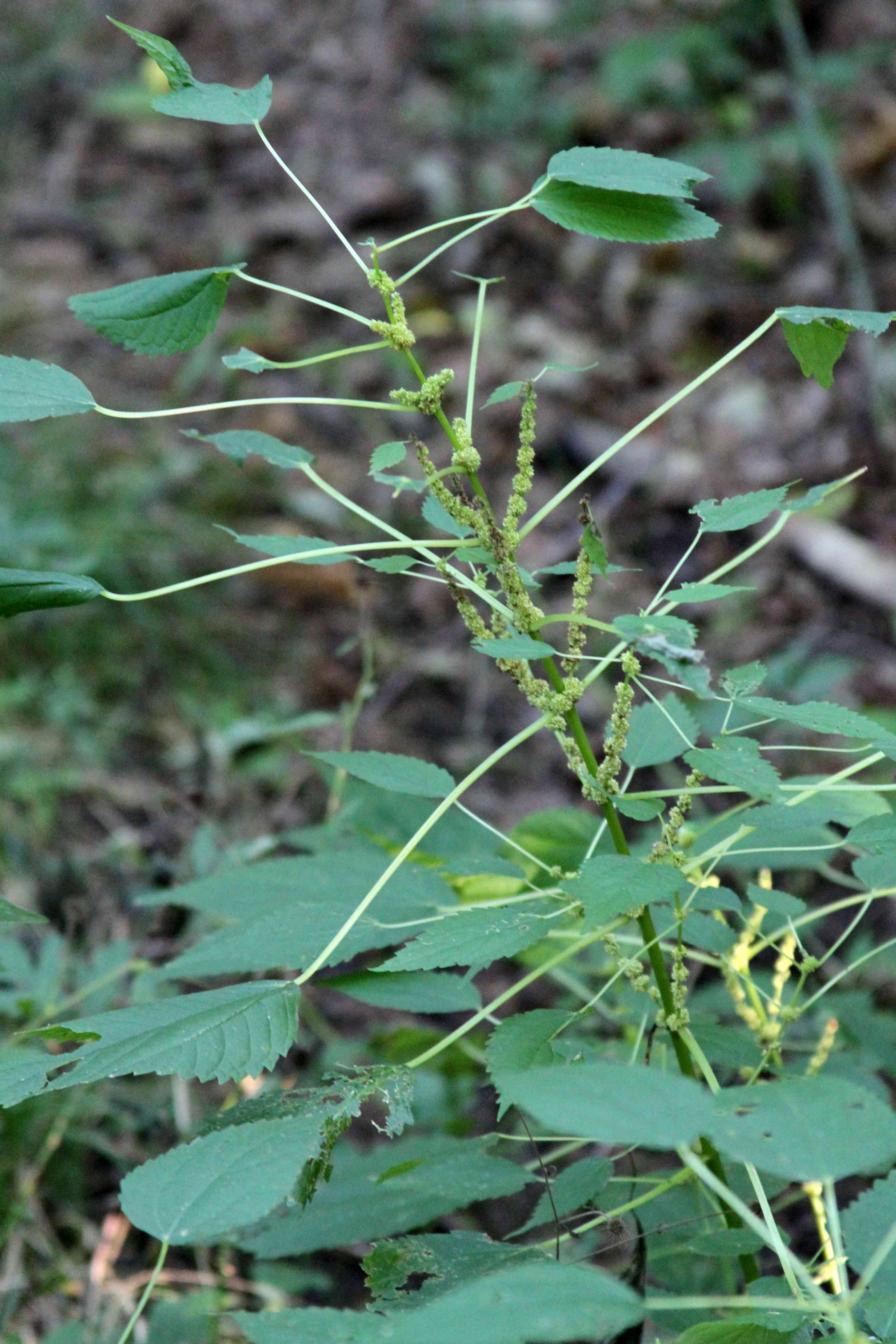 False nettle