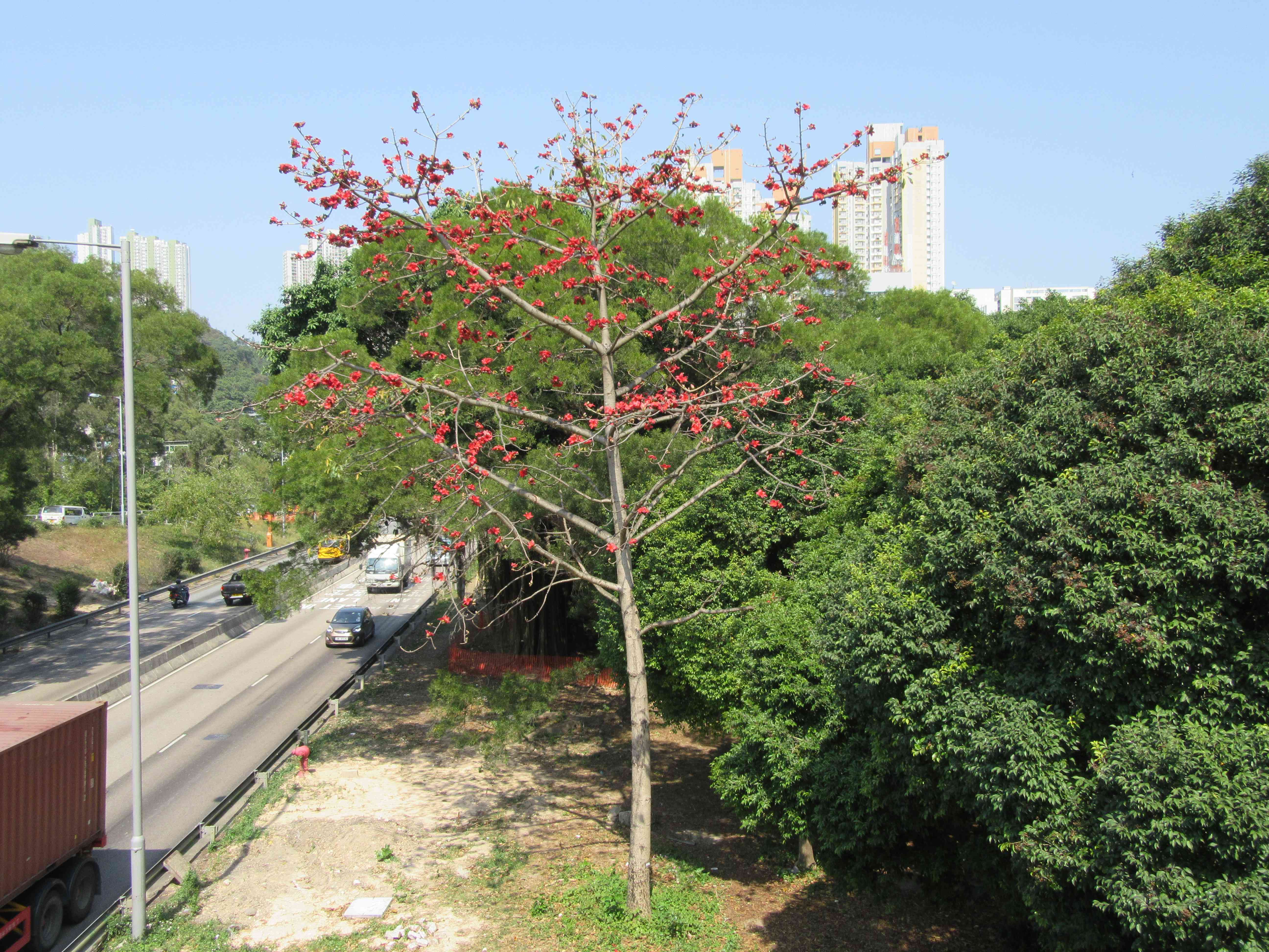 Red Silk Cotton Tree