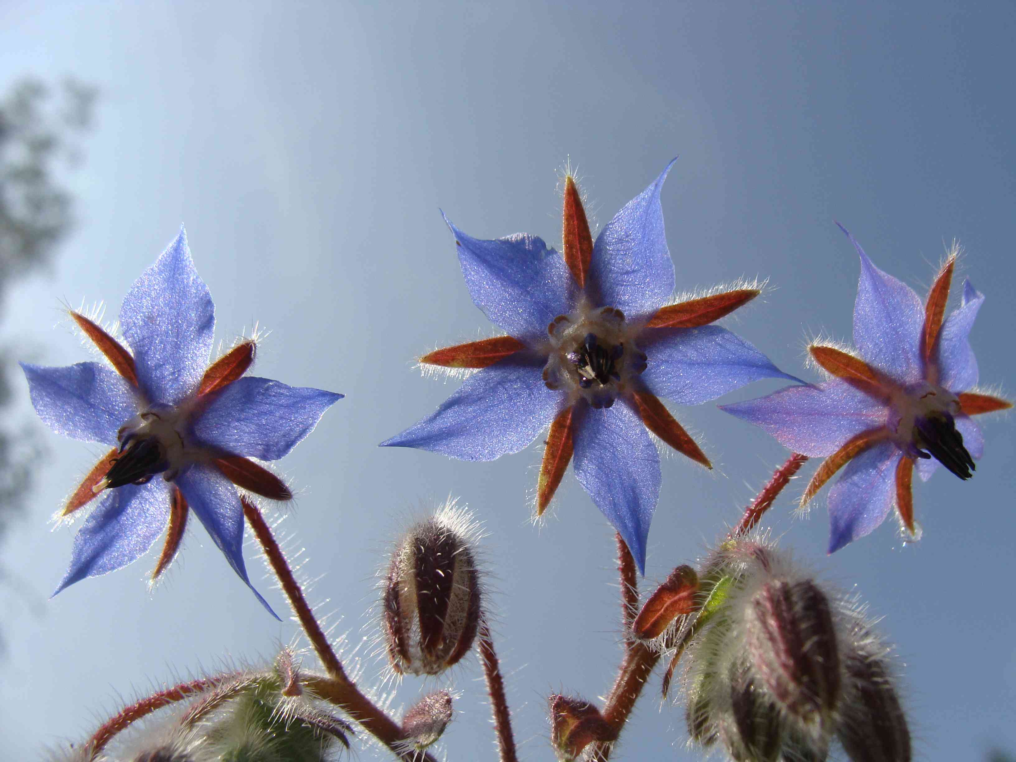 Common borage