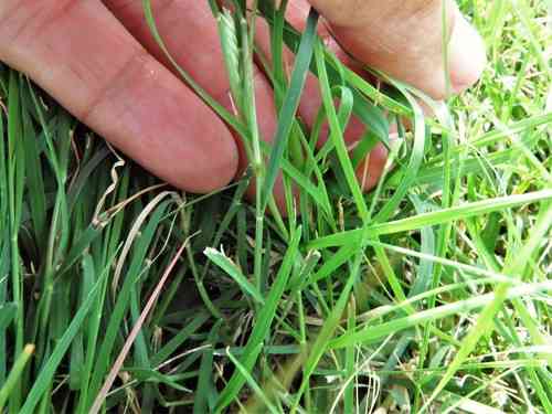 Buffalo grass