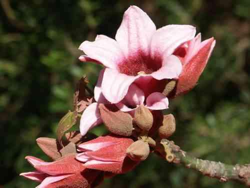 Queensland lacebark