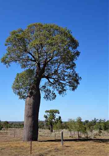 Queensland bottle tree