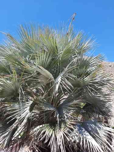 Mexican blue palm