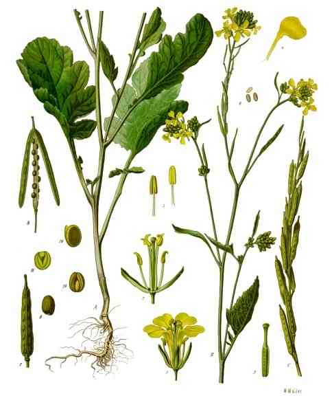 Black mustard