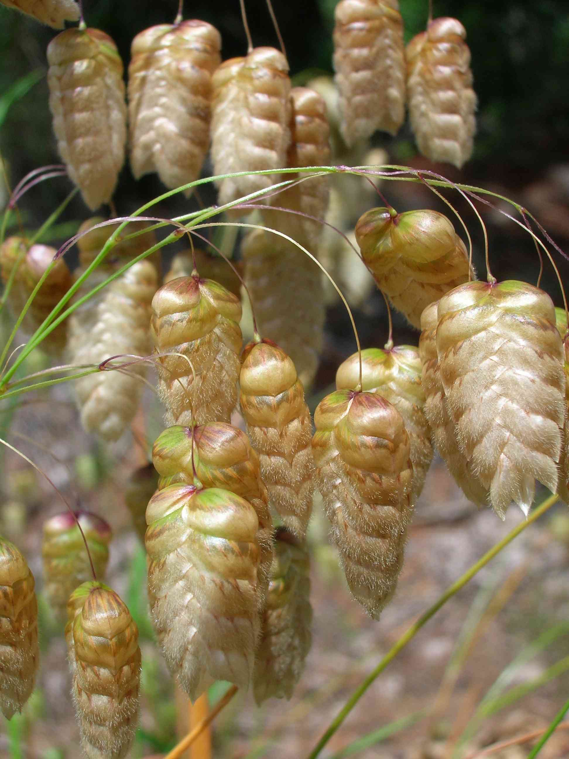 Big quaking grass