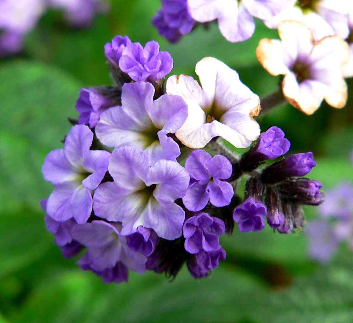Siberian bugloss