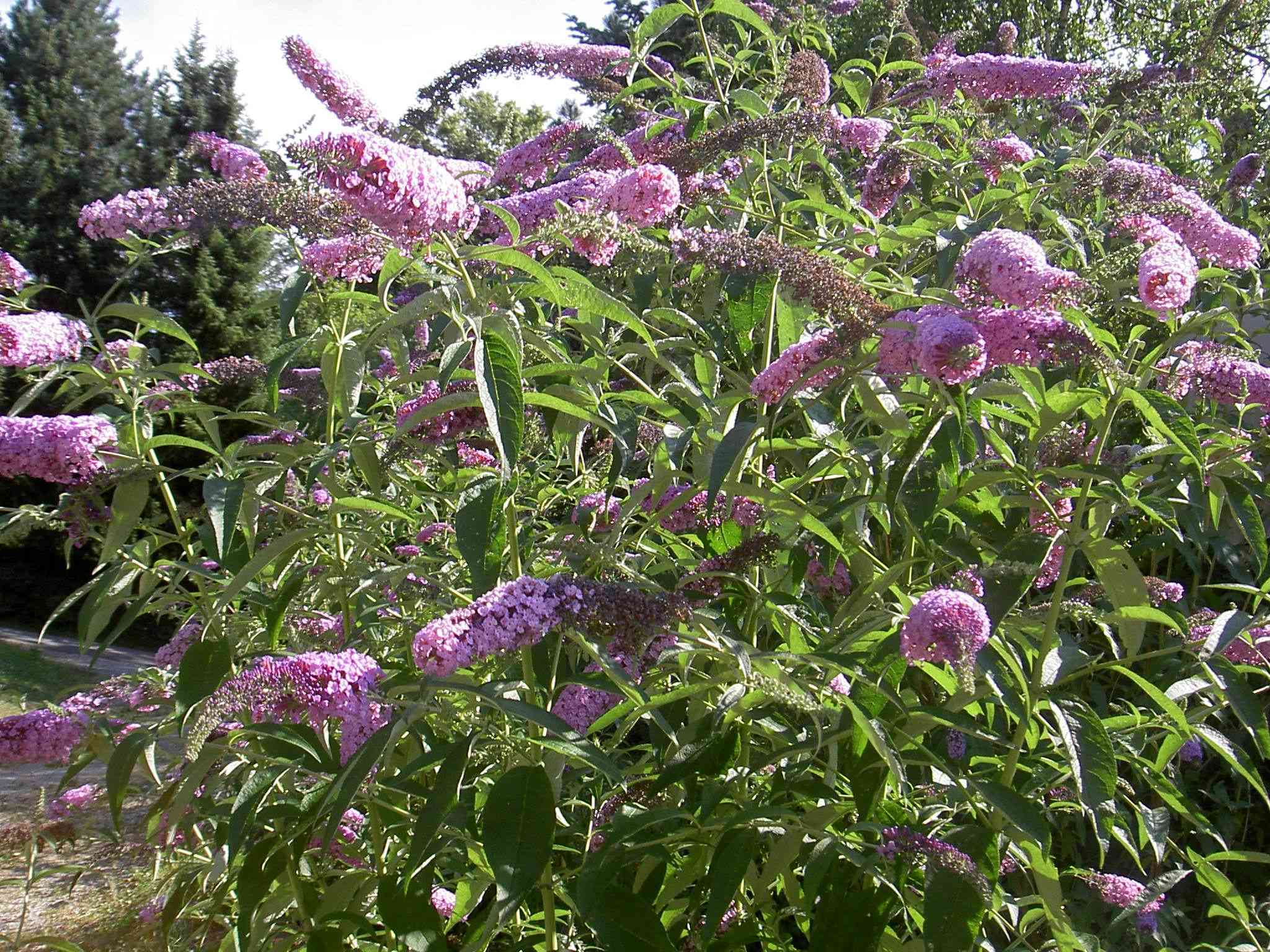 Butterfly bush