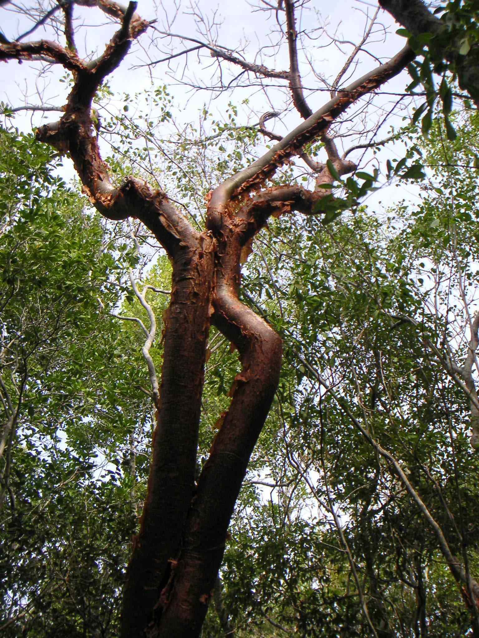 Gumbo limbo