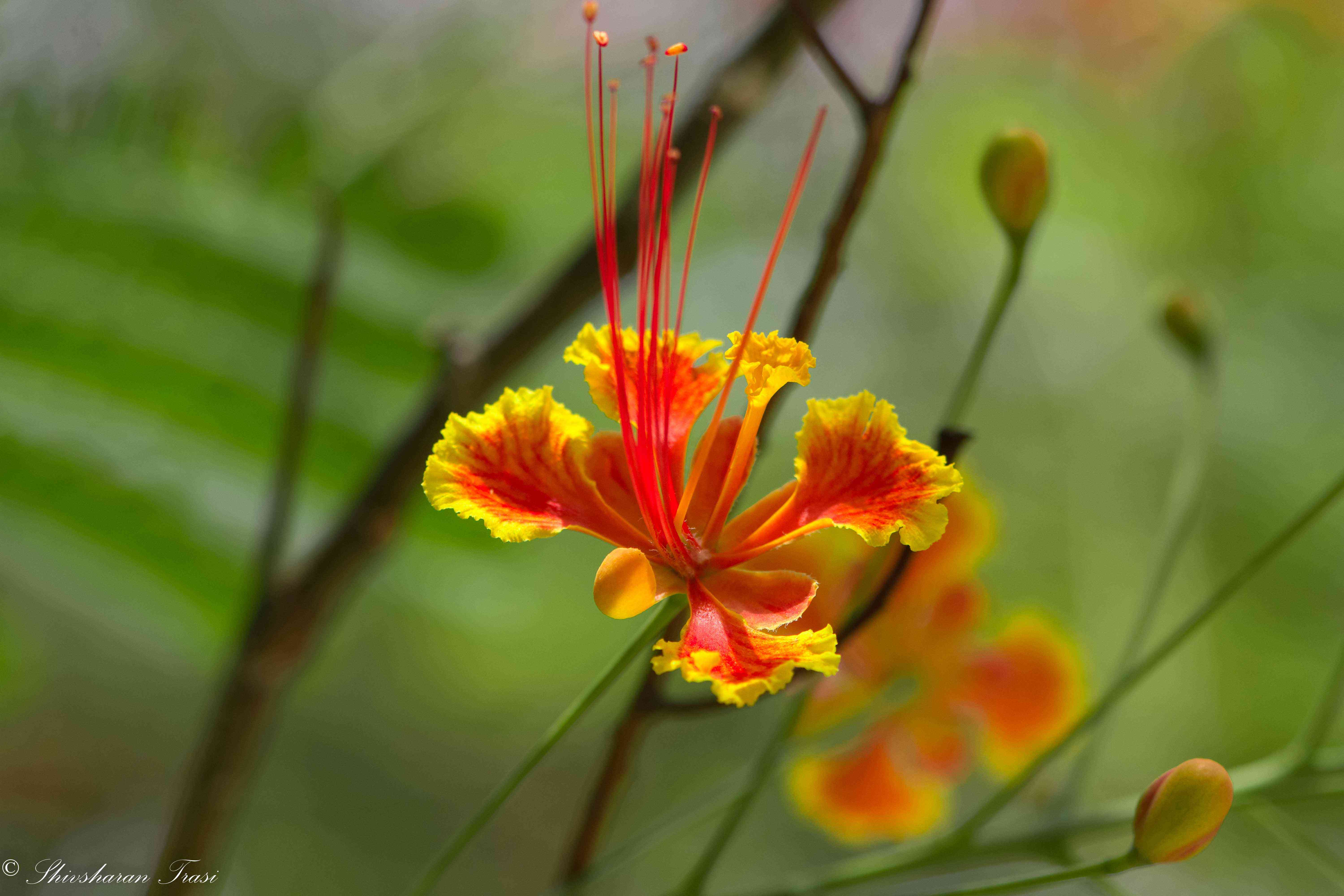 Peacock flower