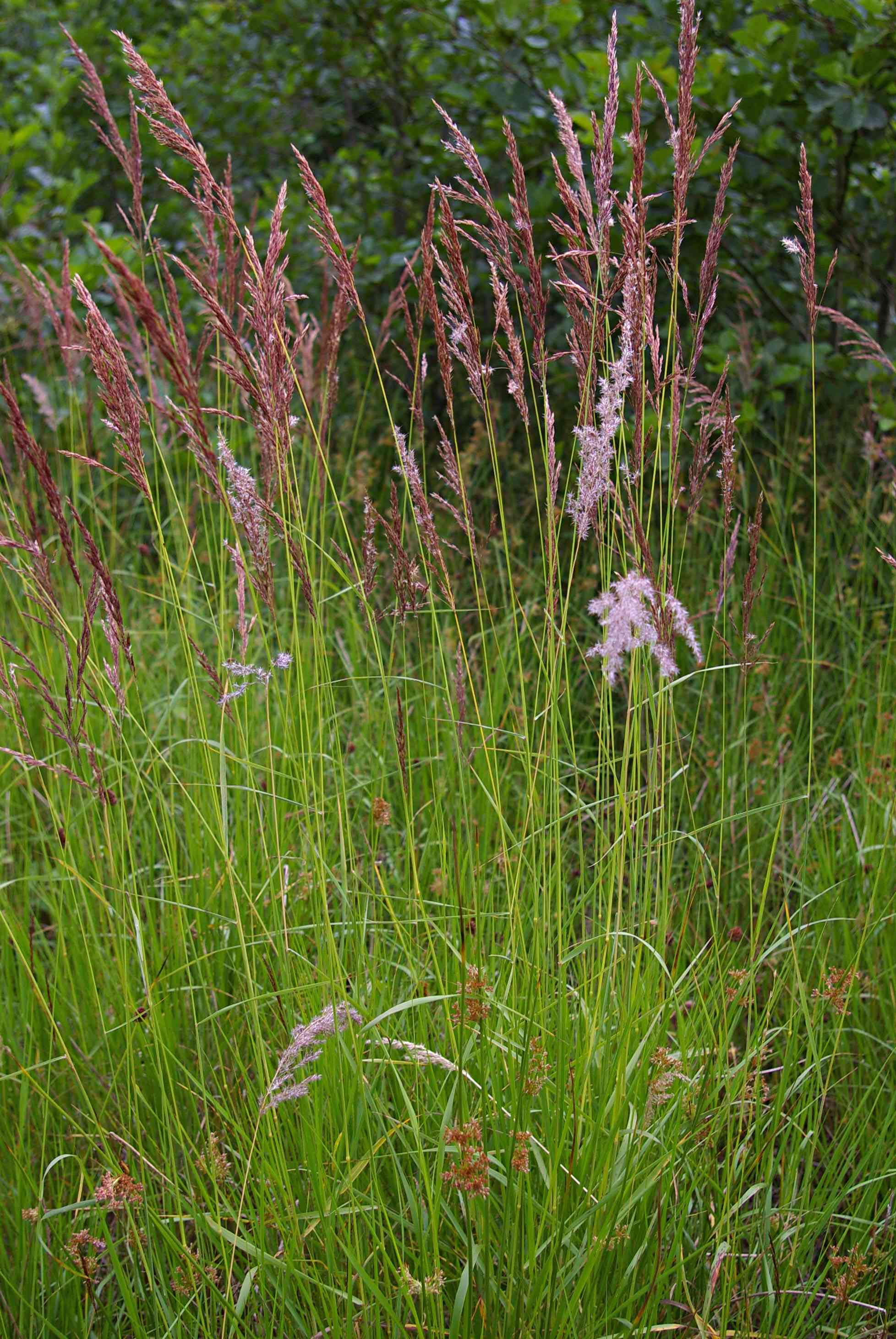 Purple small-reed