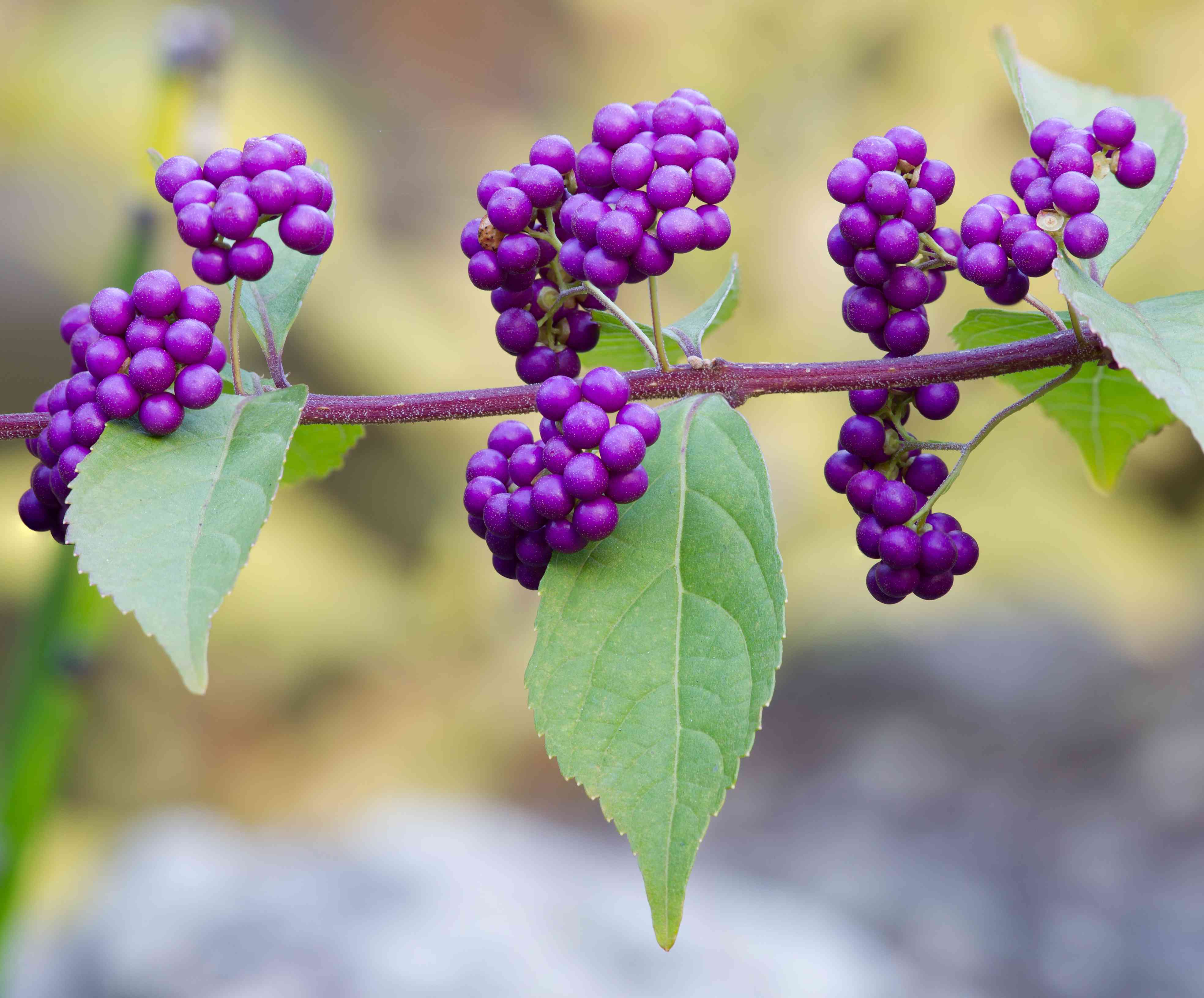 Purple beautyberry