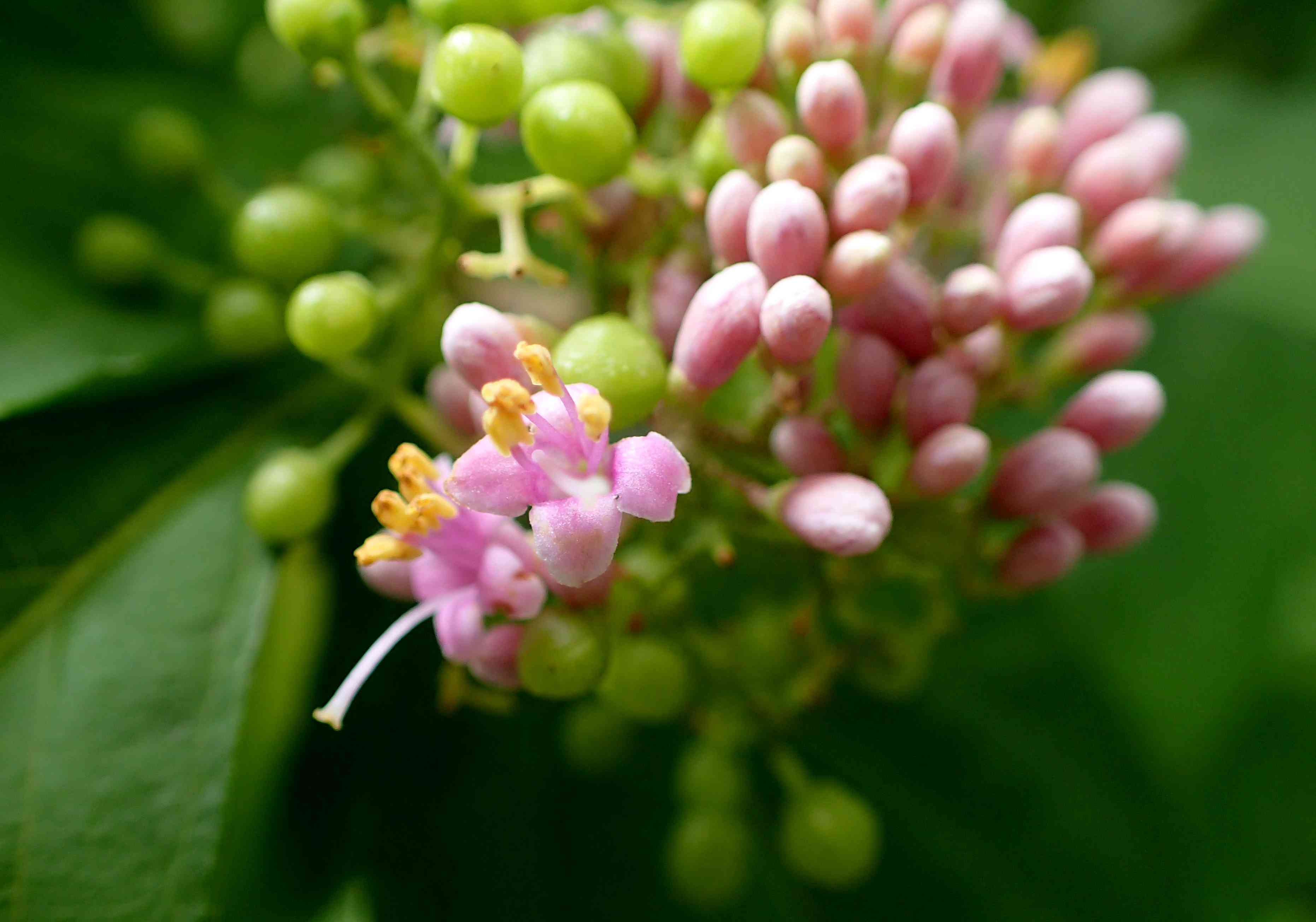 Japanese callicarpa