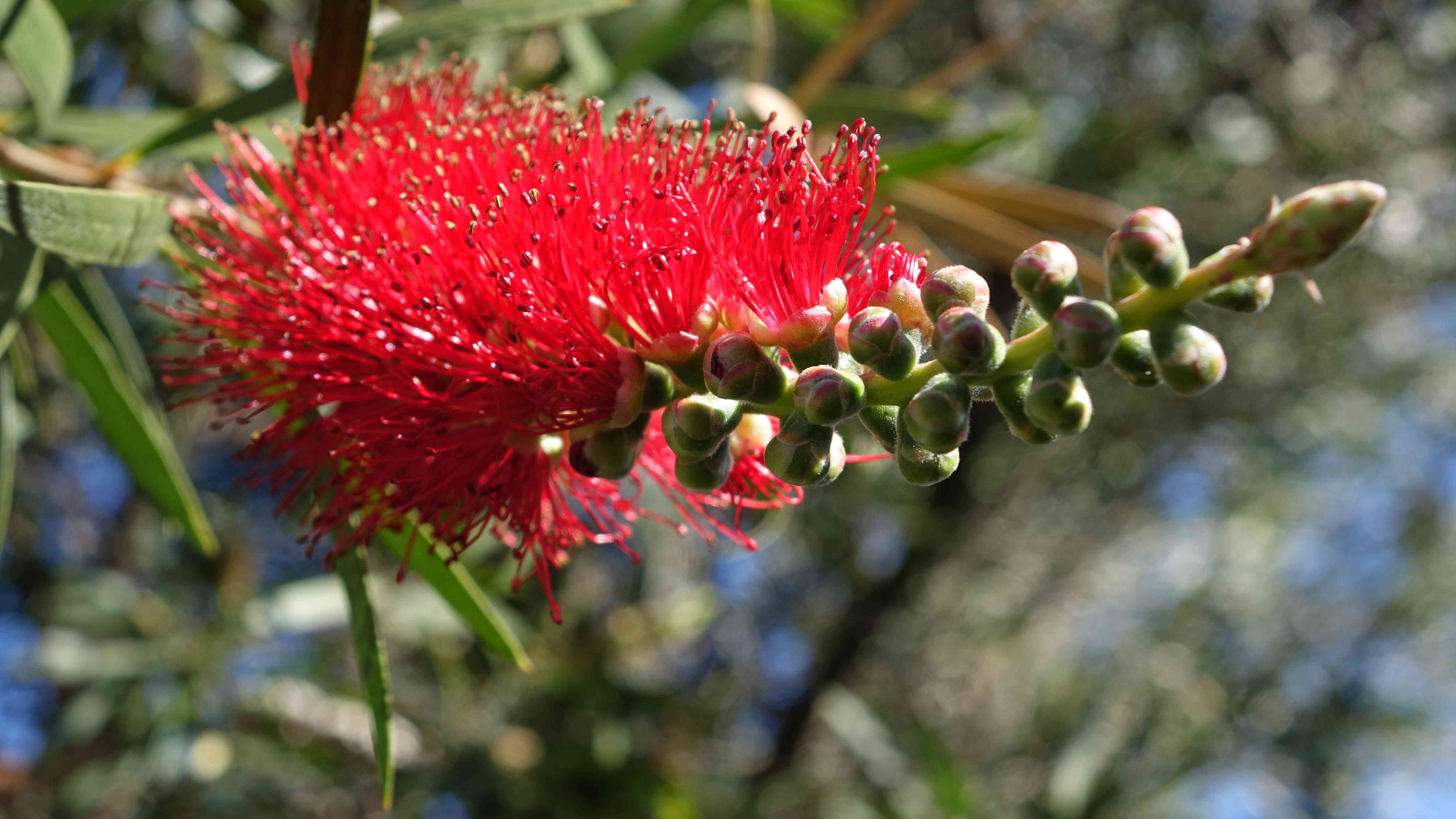 Crimson bottlebrush