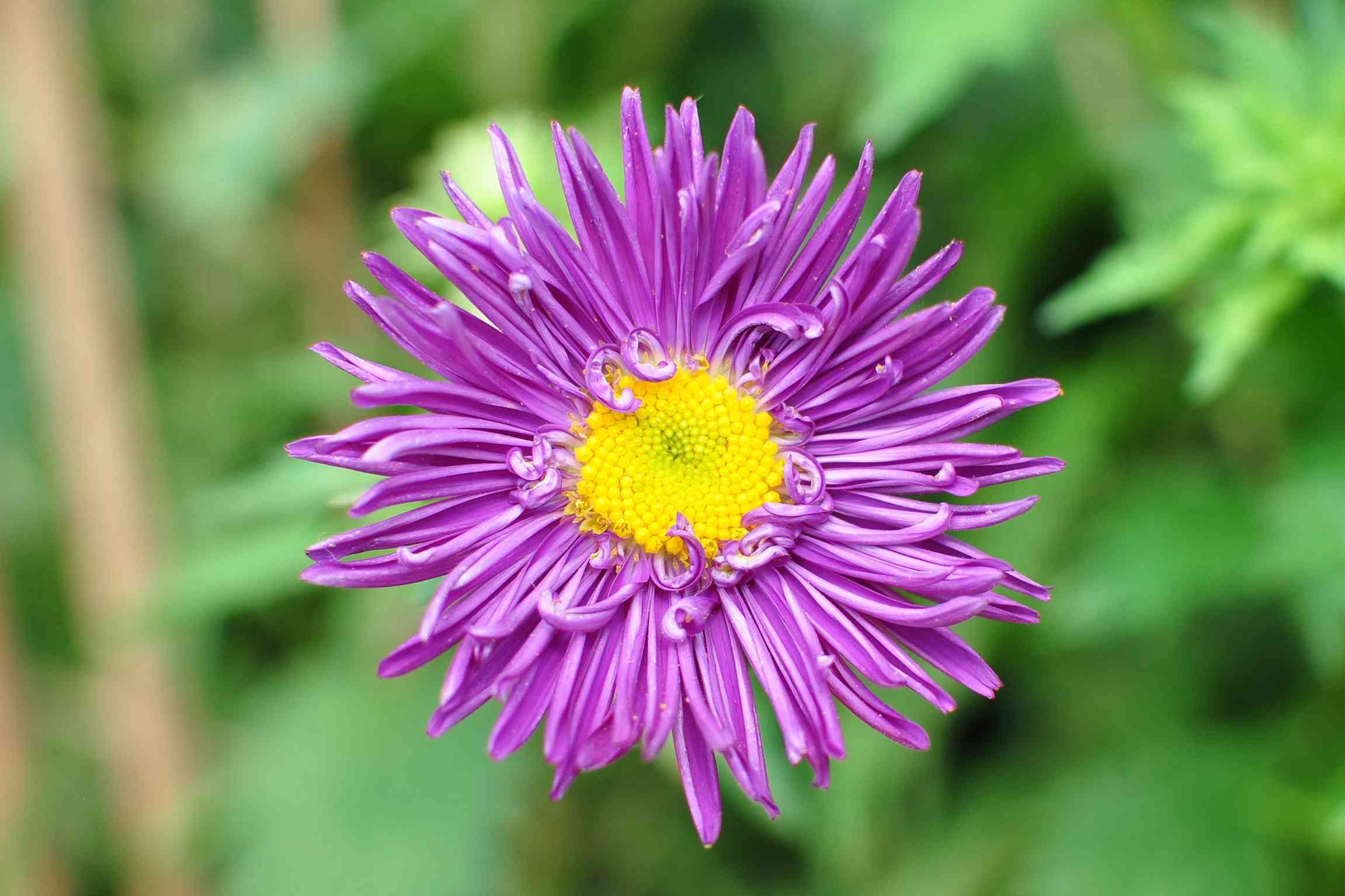 China aster