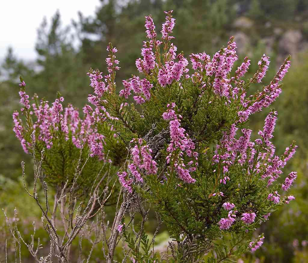 Scotch heather