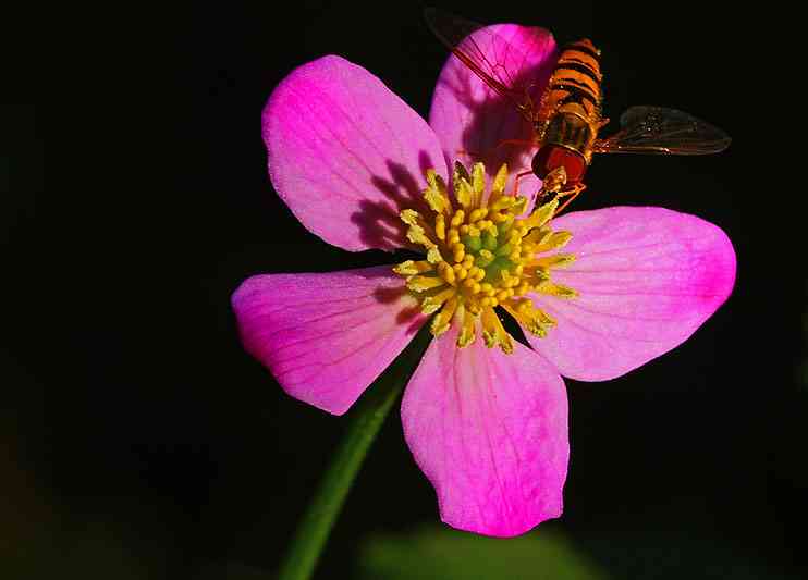 Yellow marsh marigold