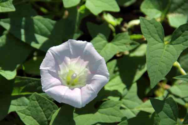 Hedge bindweed