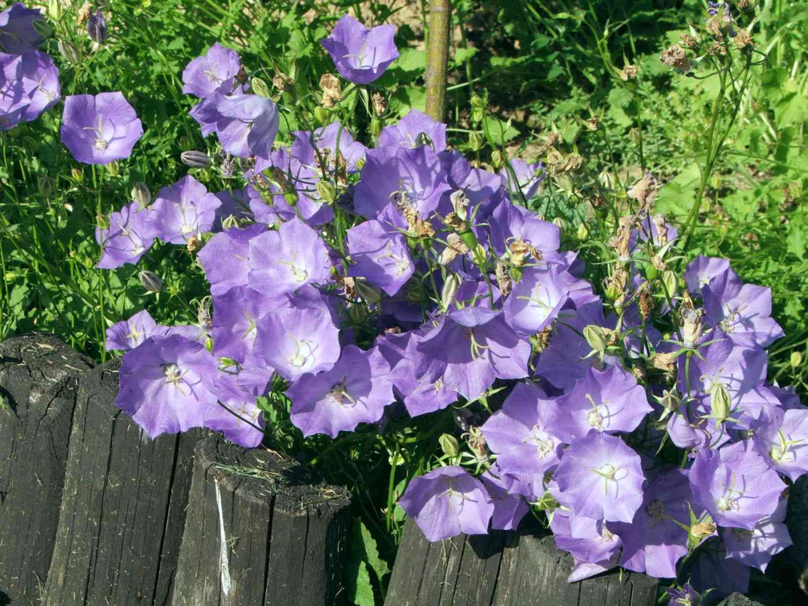 Tussock bellflower