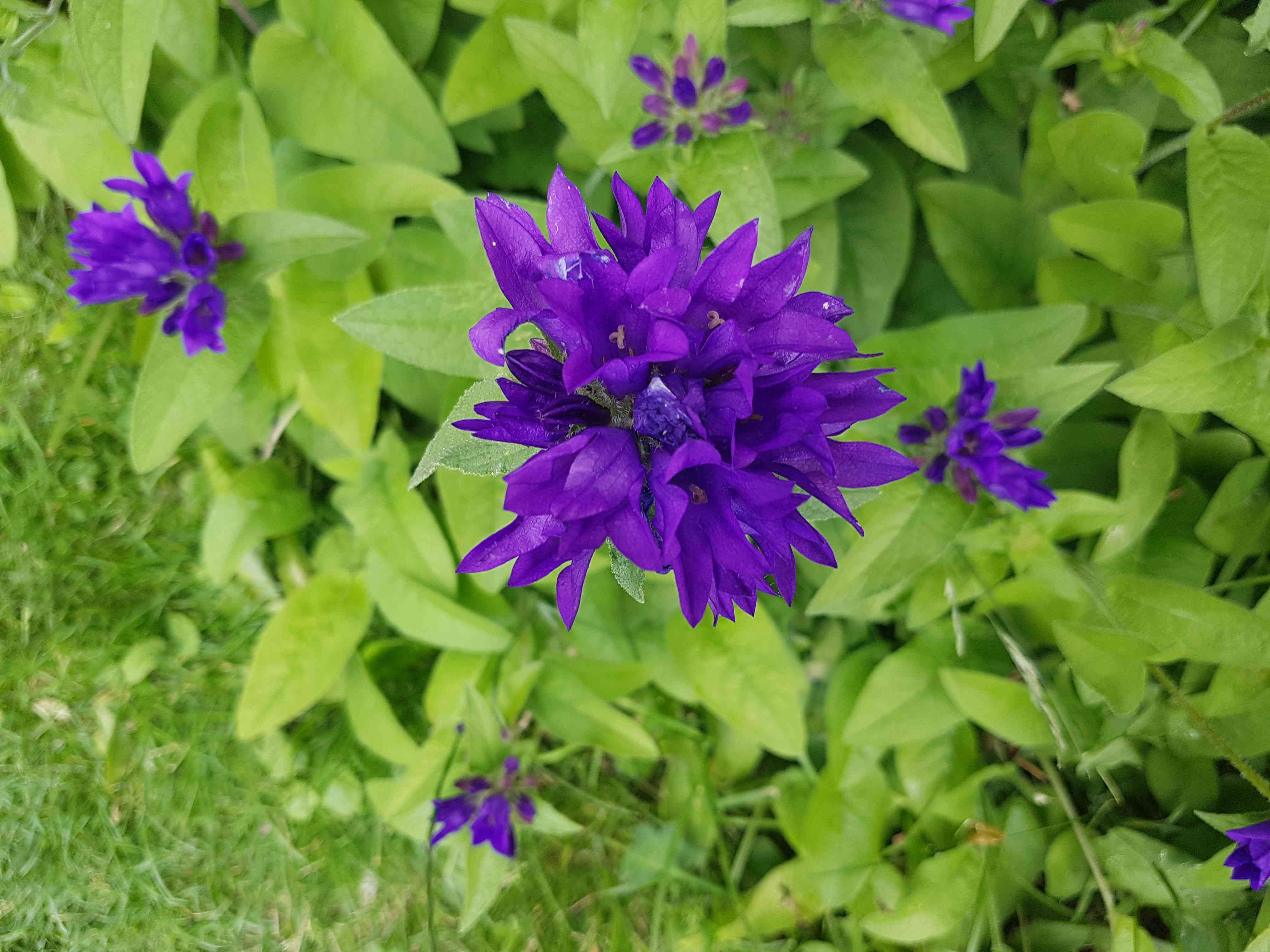 Clustered bellflower