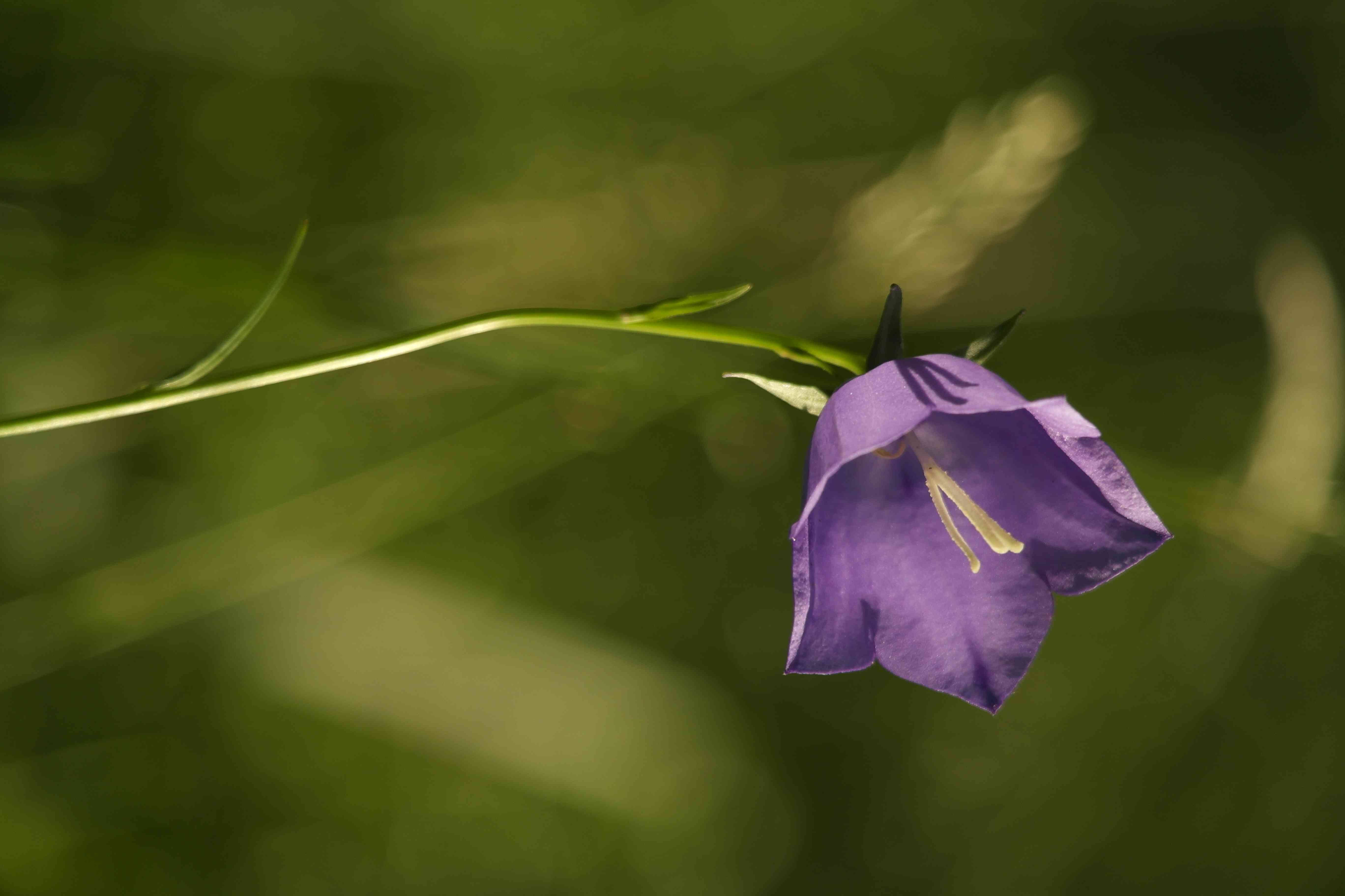 Peach-leaved bellflower
