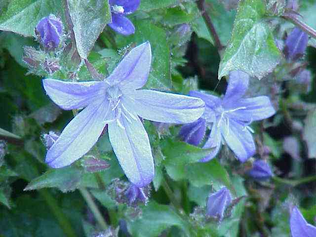 Serbian bellflower