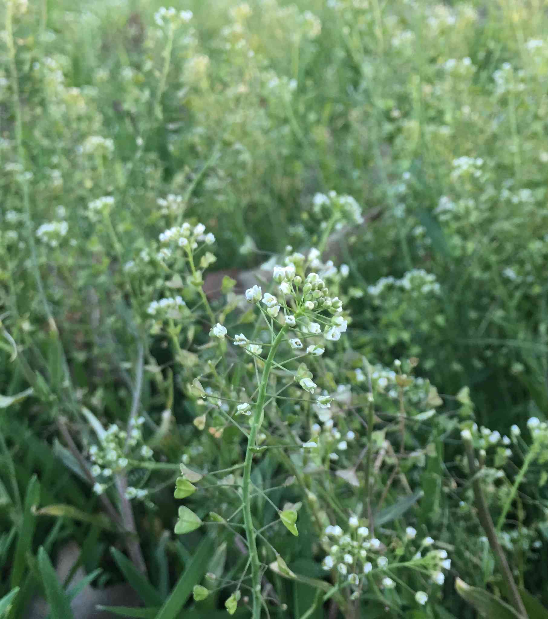 Shepherd's purse