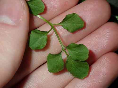 Hairy bittercress