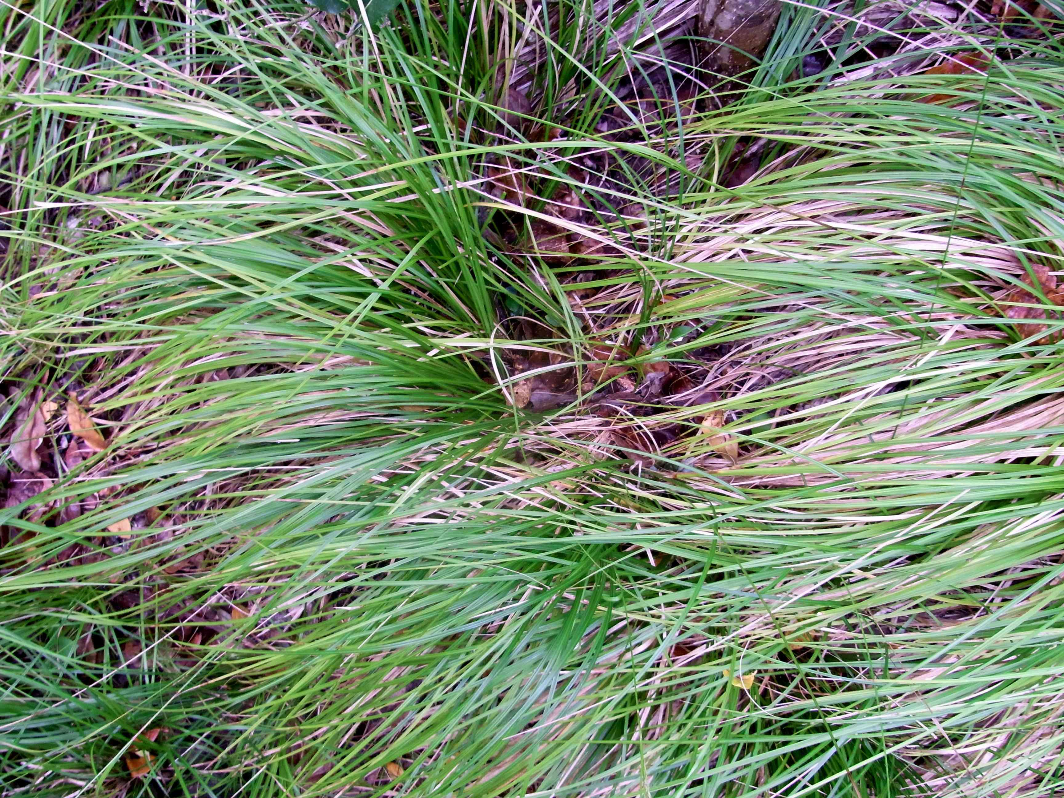 Greater brown sedge