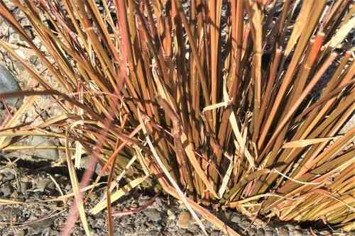 Buchanan's sedge