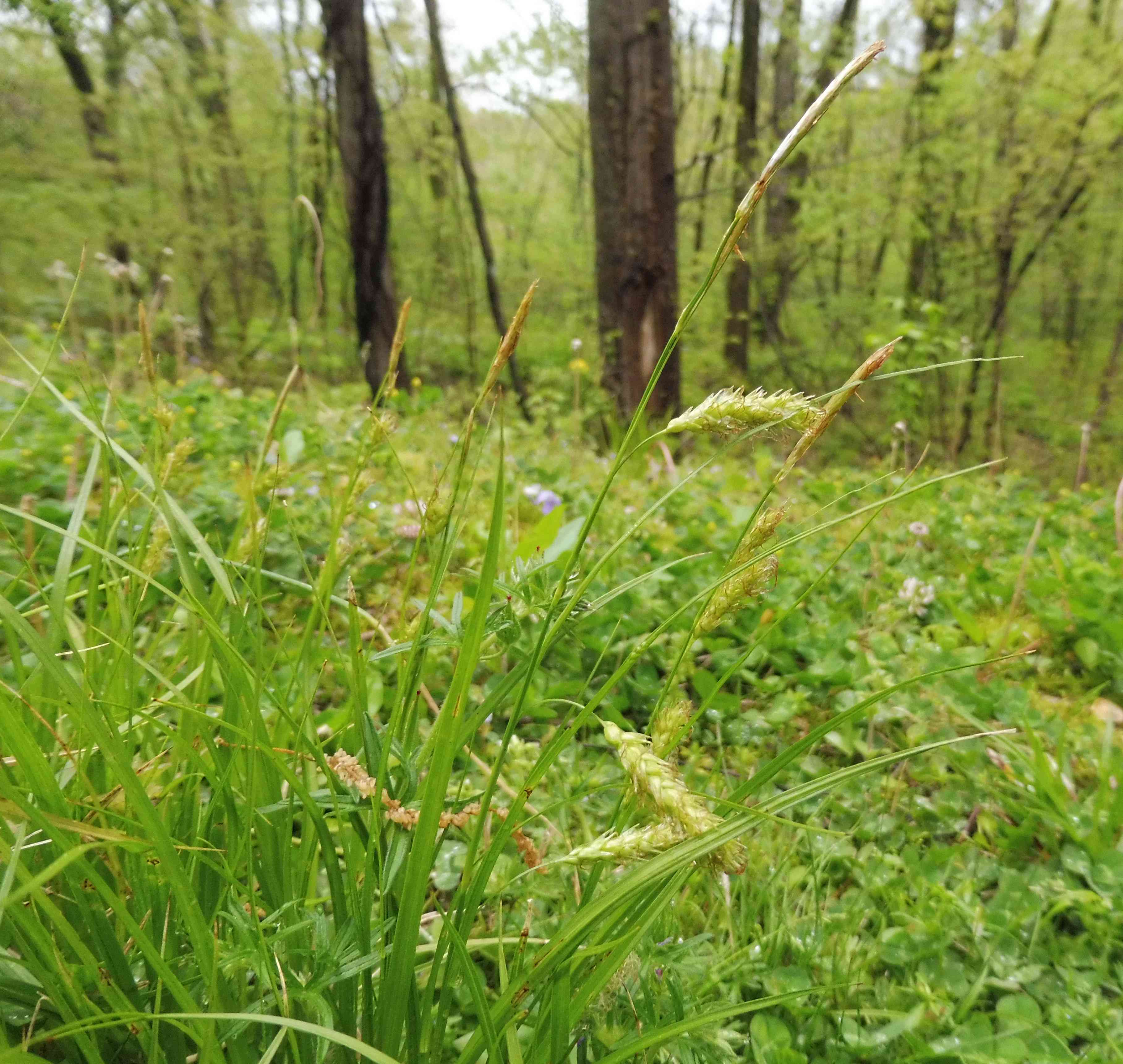 Cherokee sedge