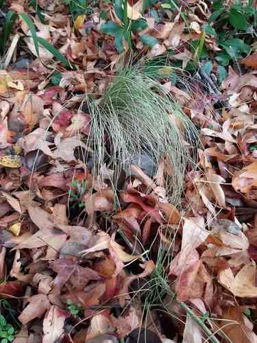 New England hair sedge