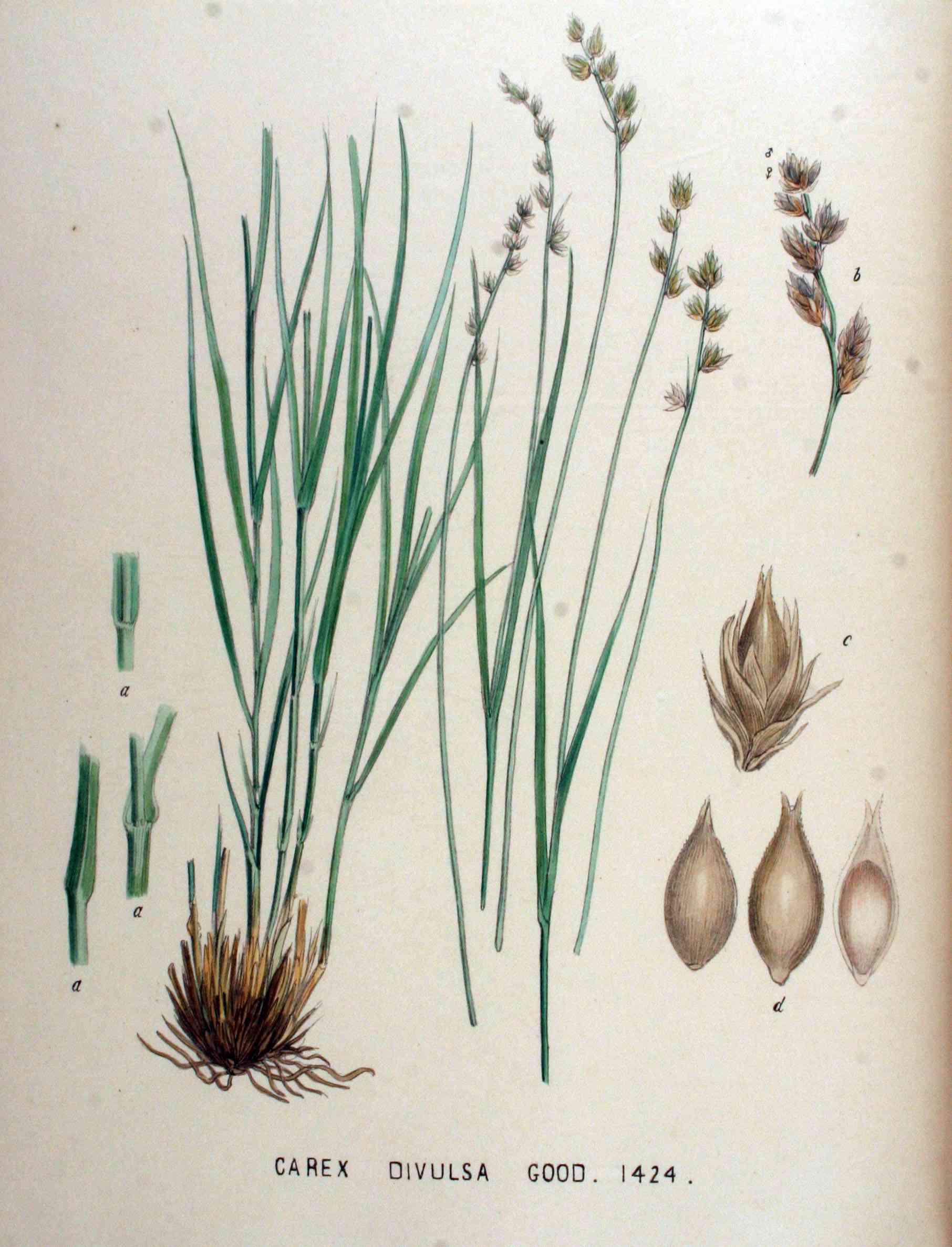 Grassland sedge