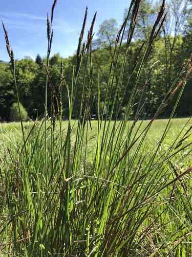 Tufted sedge