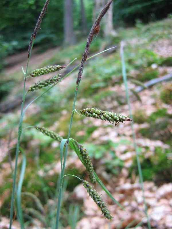 Glaucous sedge