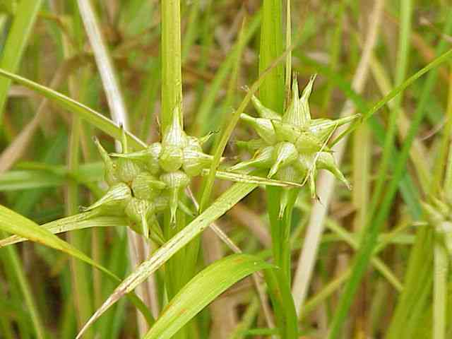 Gray's Sedge