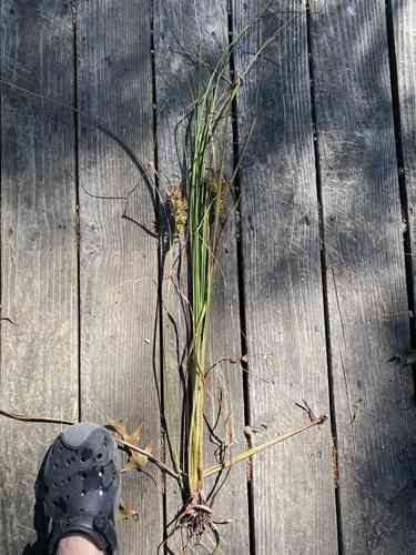 Hop sedge