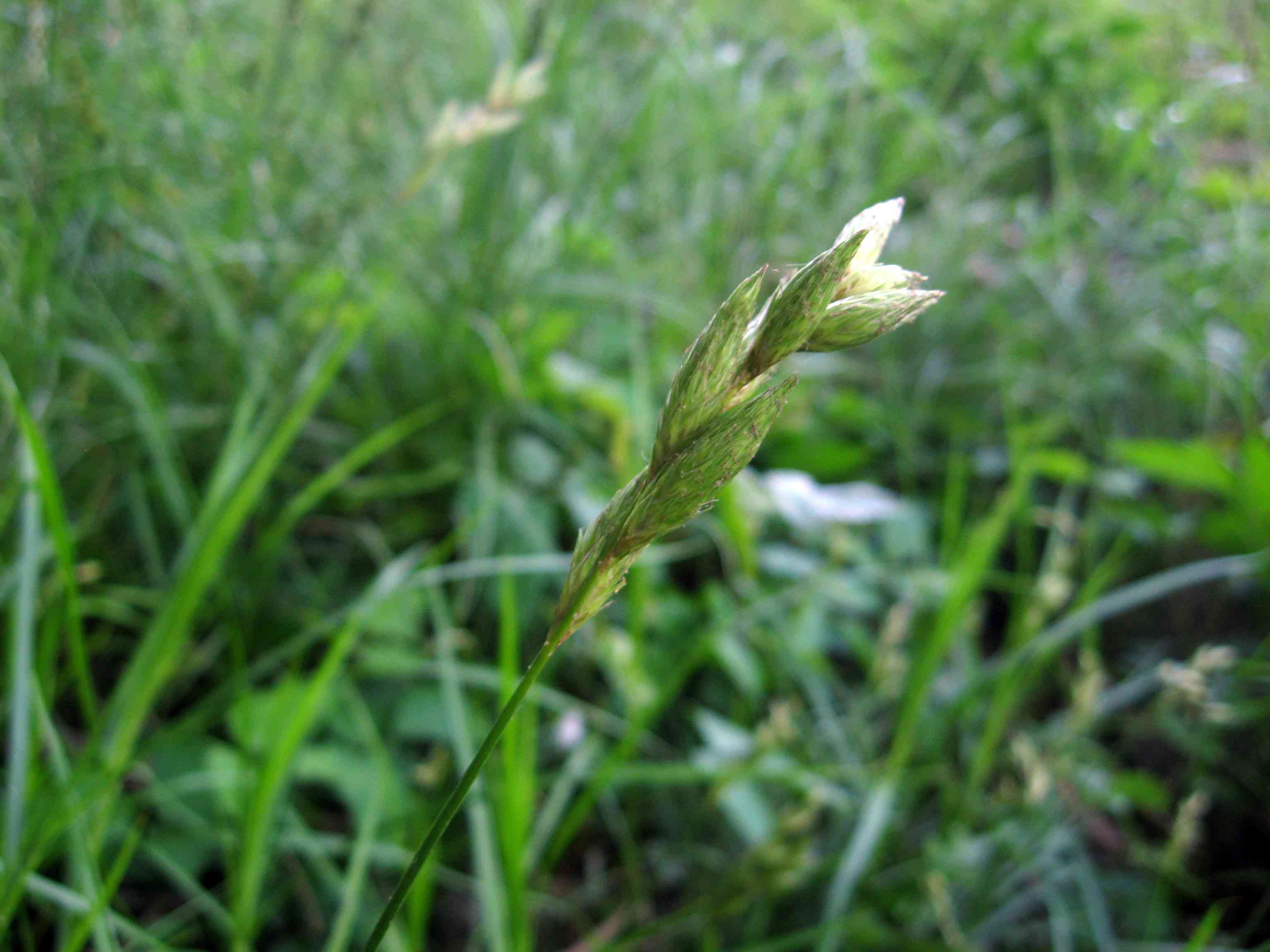 Palm sedge