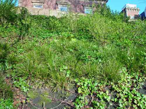 Striped weeping sedge