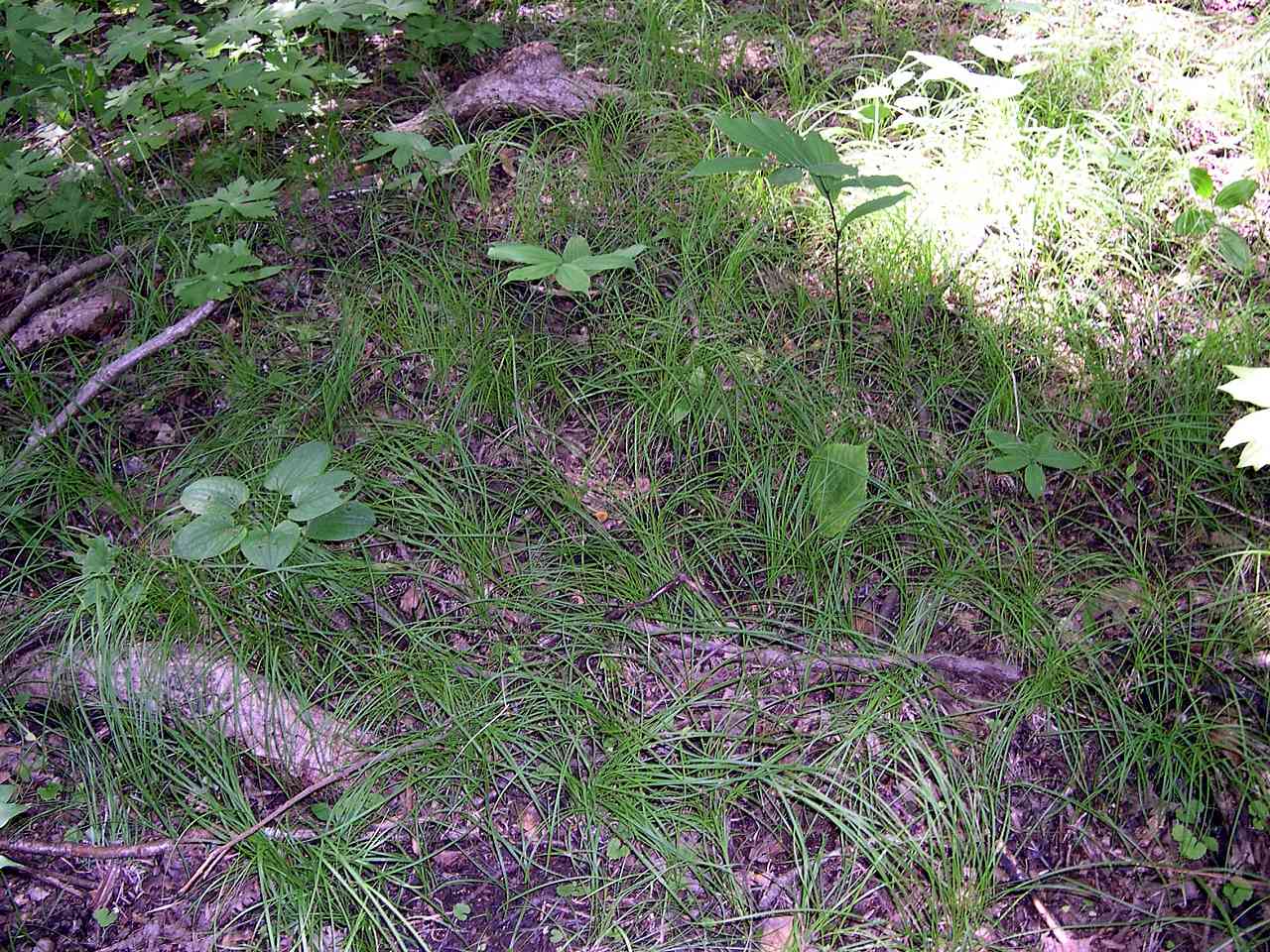 Pennsylvania sedge