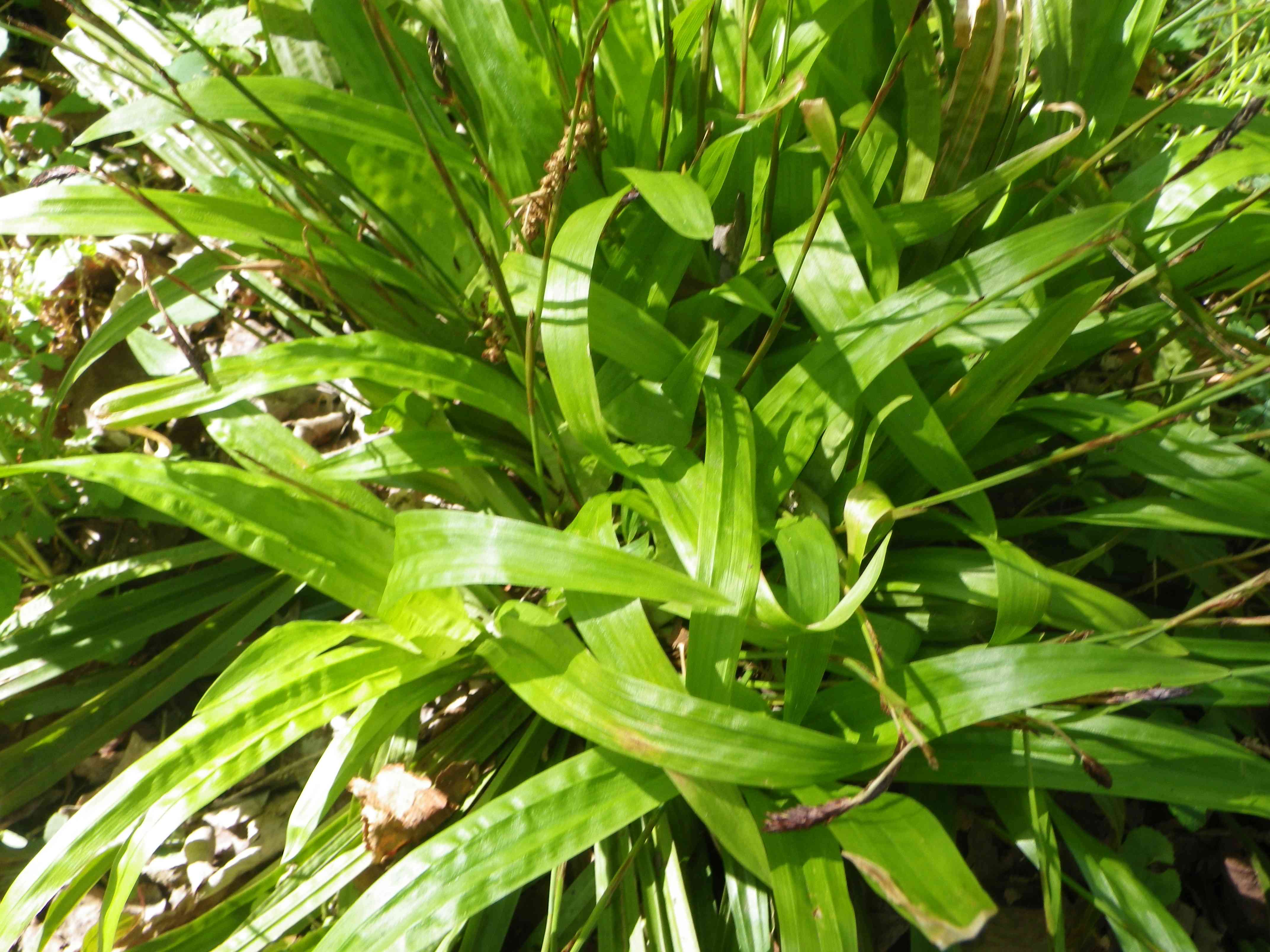Seersucker sedge