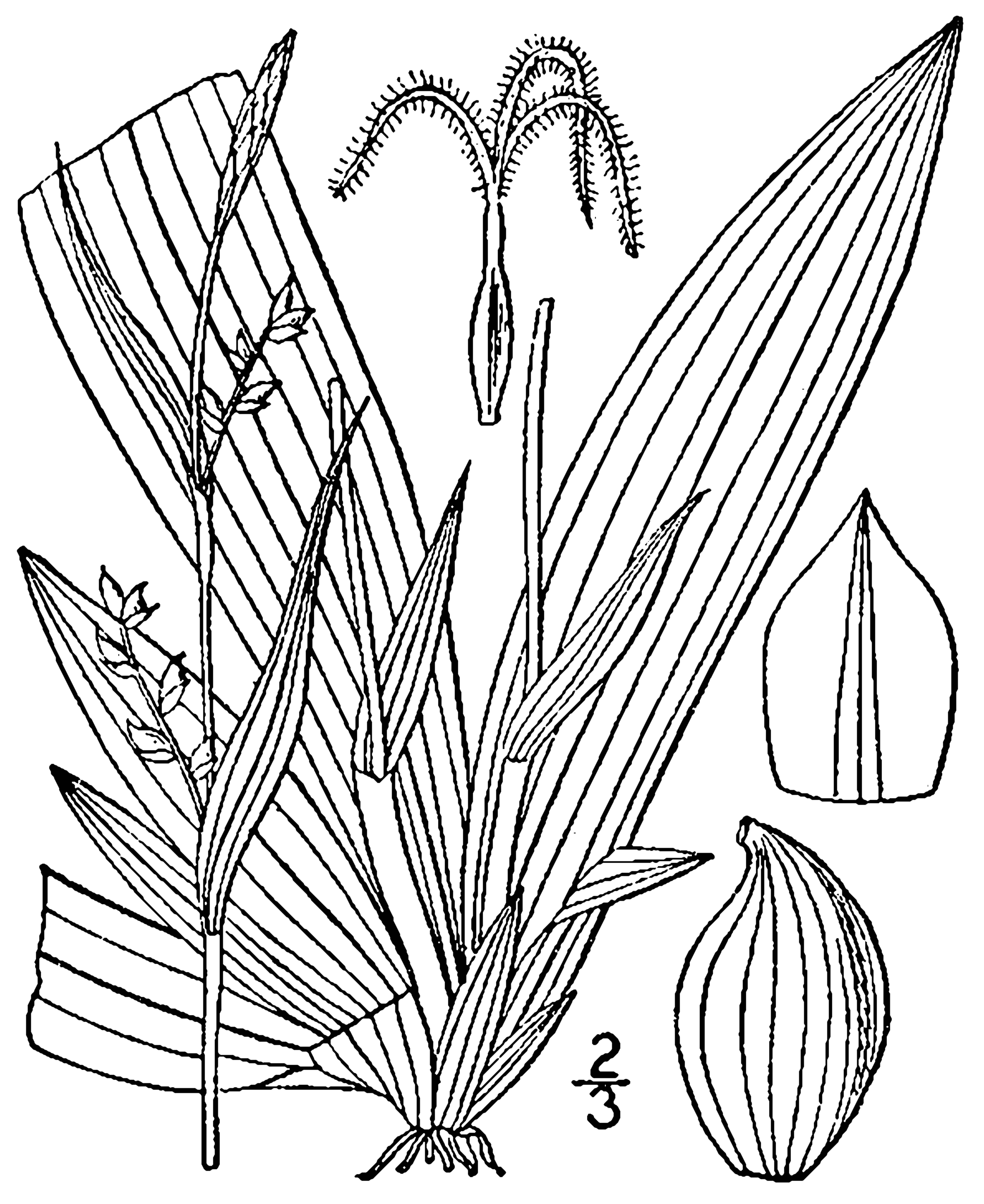Broad-leaf sedge