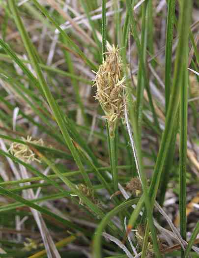 Clustered Field Sedge