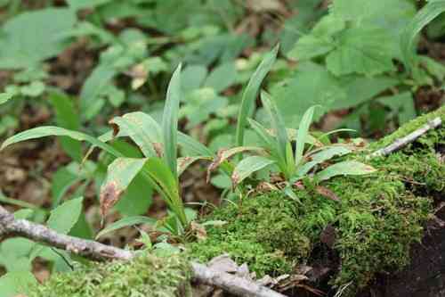 Creeping broad-leaf sedge