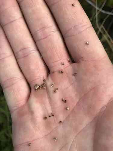 Sedge