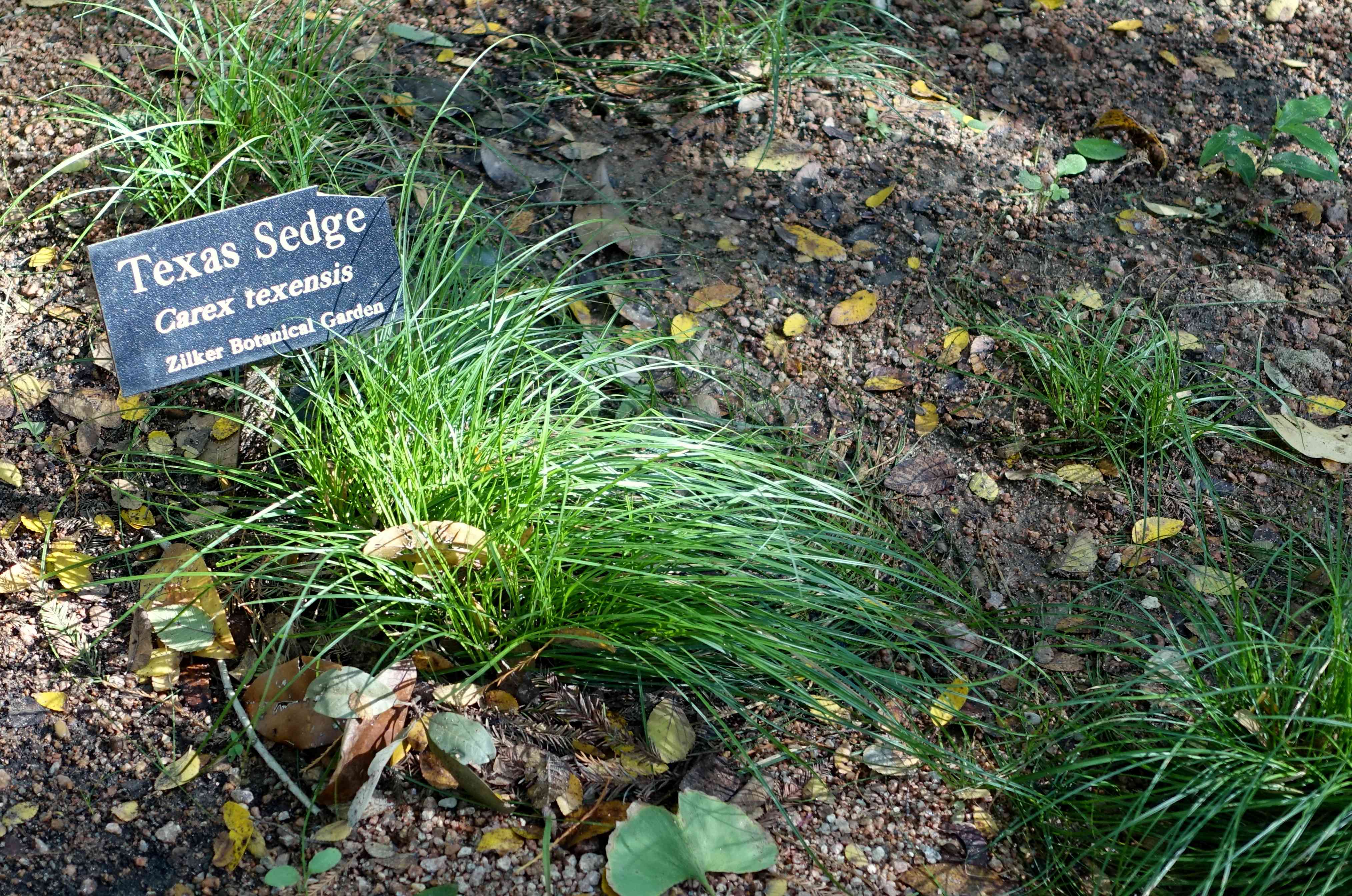Texas sedge