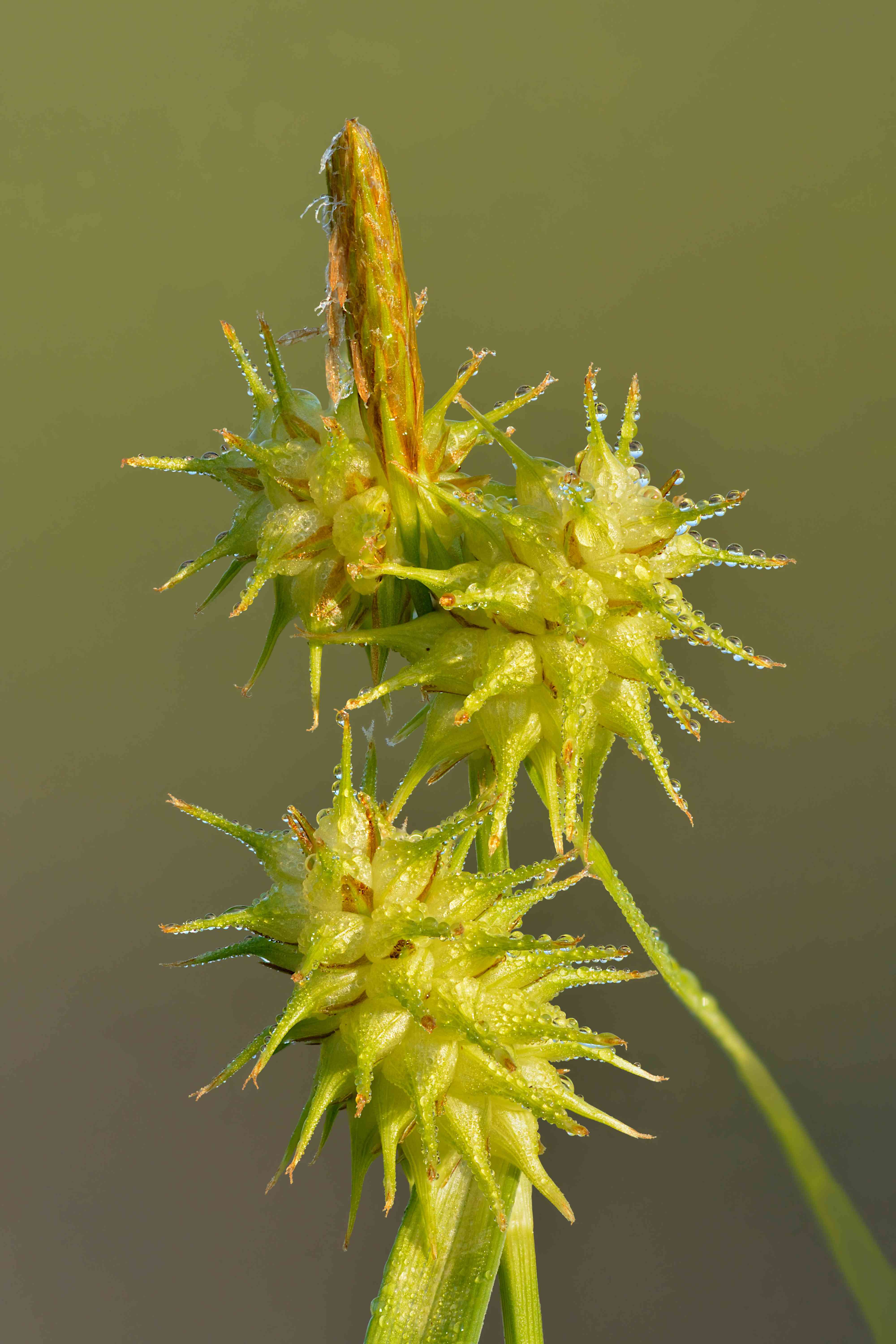 Berkeley sedge
