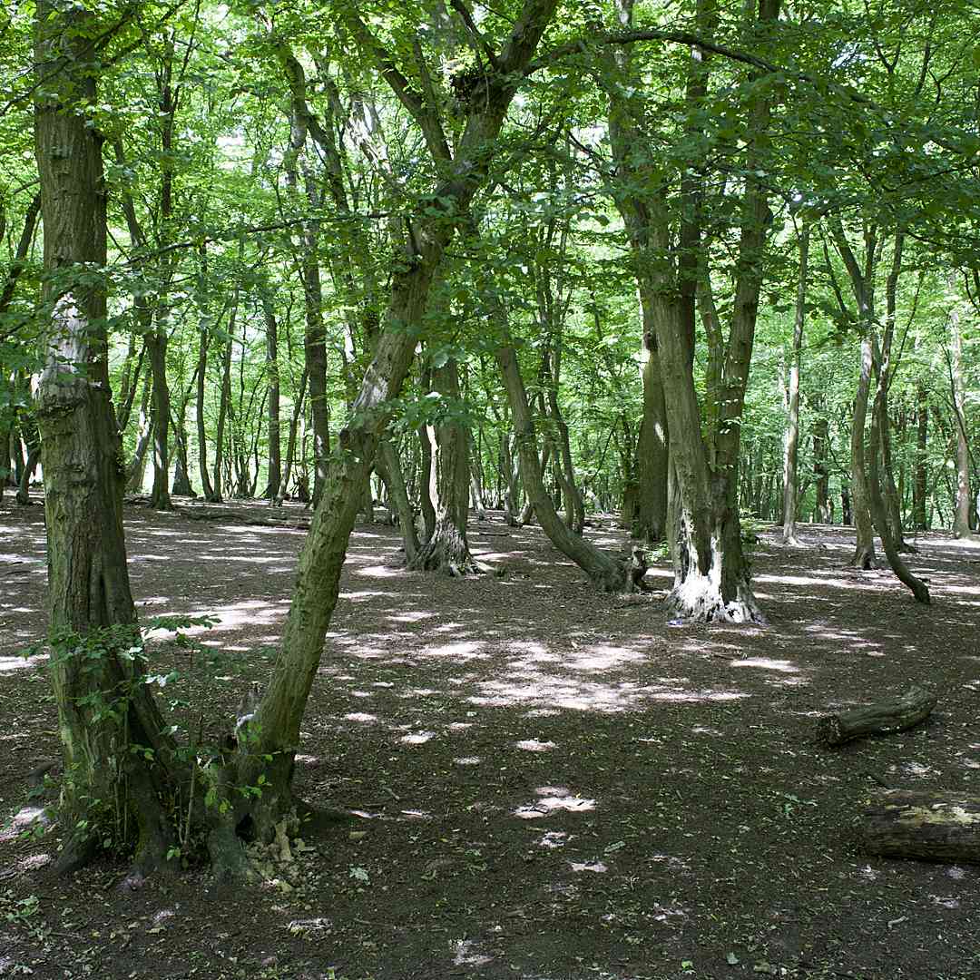 Common hornbeam