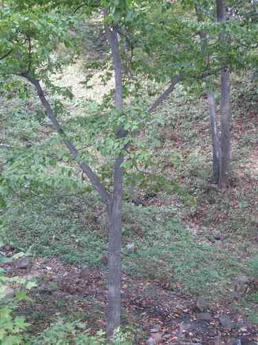 Heartleaf hornbeam