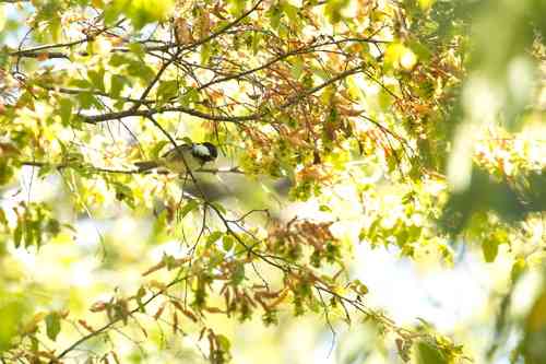 Eastern hornbeam