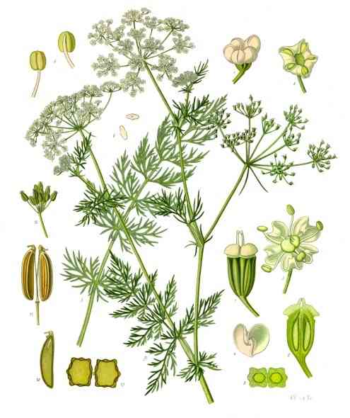 Annual caraway